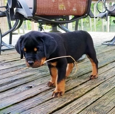 regalo cuccioli di rottweiler 1 femmine e un maschietto