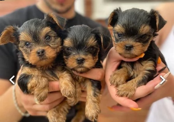 regalo abbiamo avere amorevole yorkie cuccioli per l'adozione