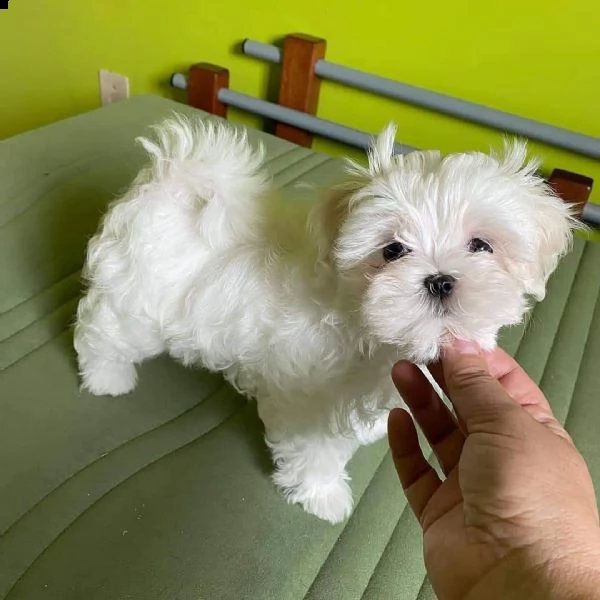 regalo  maltese toy  e nano | Foto 0