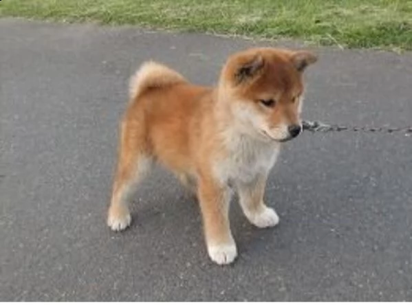 regalo  shiba inu 