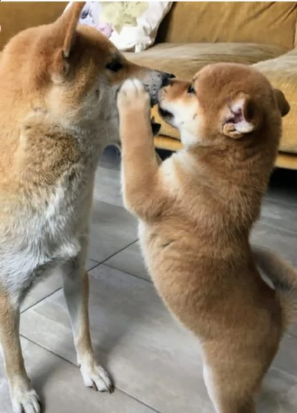 regalo  shiba inu  | Foto 0