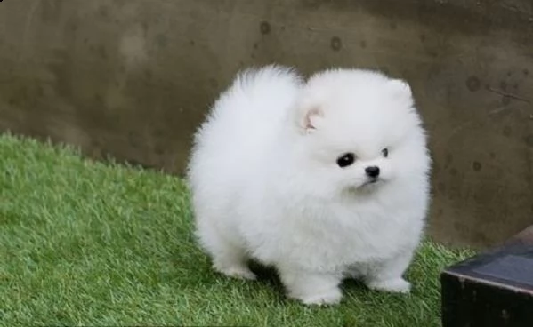 regalo  volpino pomerania mini toy 