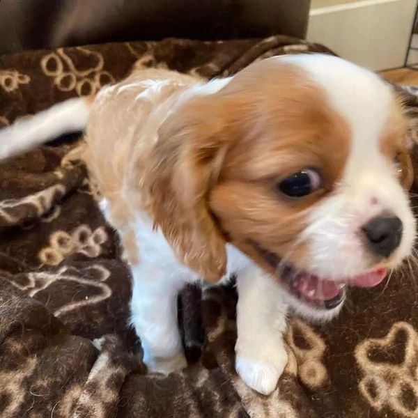 cavalier king charles | Foto 4