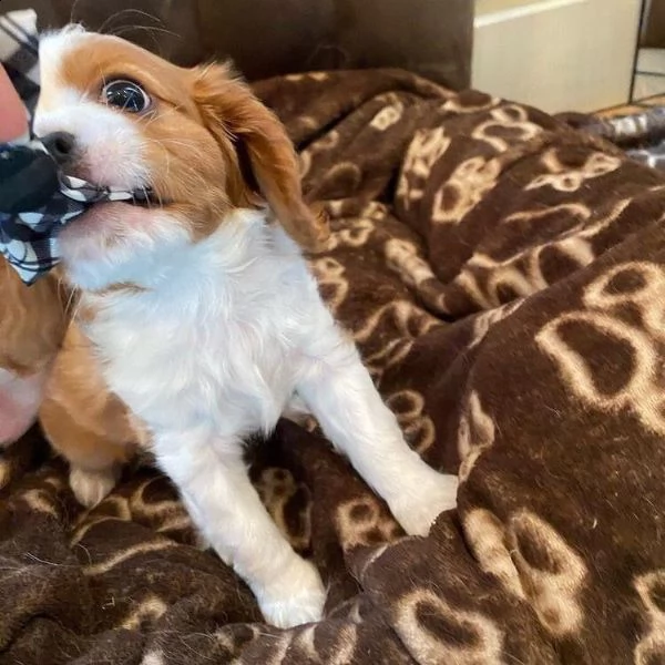 cavalier king charles | Foto 3