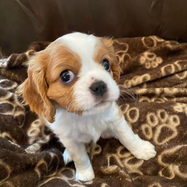 cavalier king charles | Foto 2