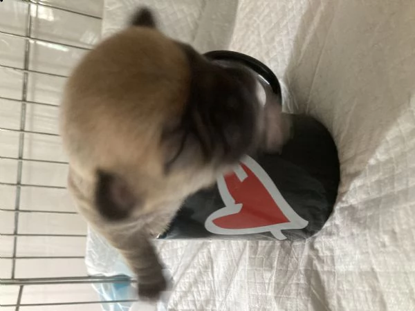 cuccioli chihuahua maschi pc
