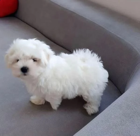 regalo  maltese mini toy