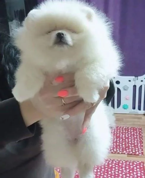 regalo  volpino pomerania mini toy  | Foto 0