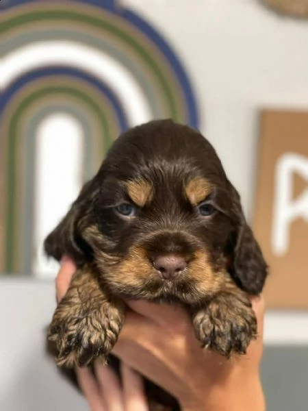 cocker spaniel inglese 