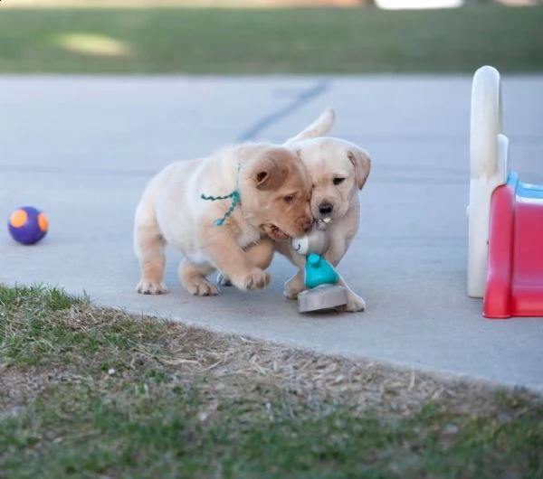 labrador  | Foto 0