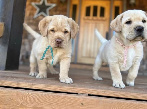 labrador 