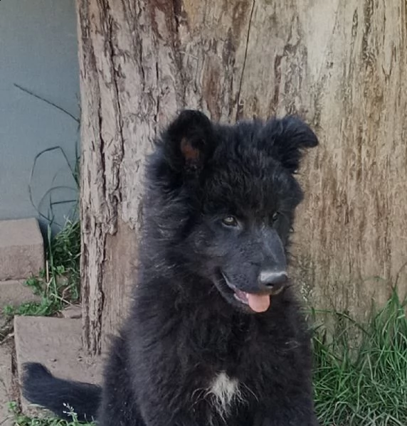 disponibile | Foto 1