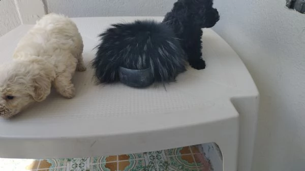 cuccioli di barboncino toy