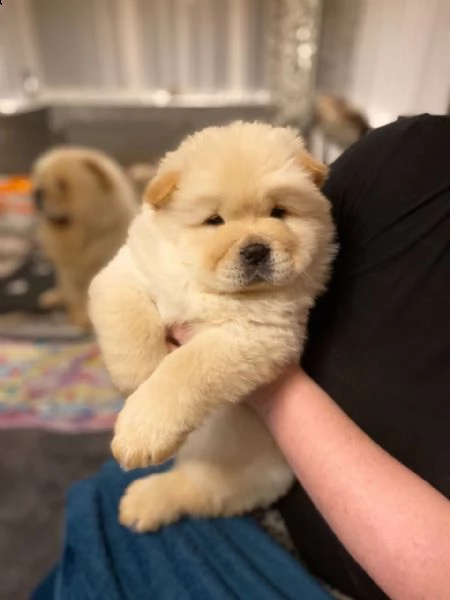 adorabili cuccioli di chow chow in adozione gratuiti