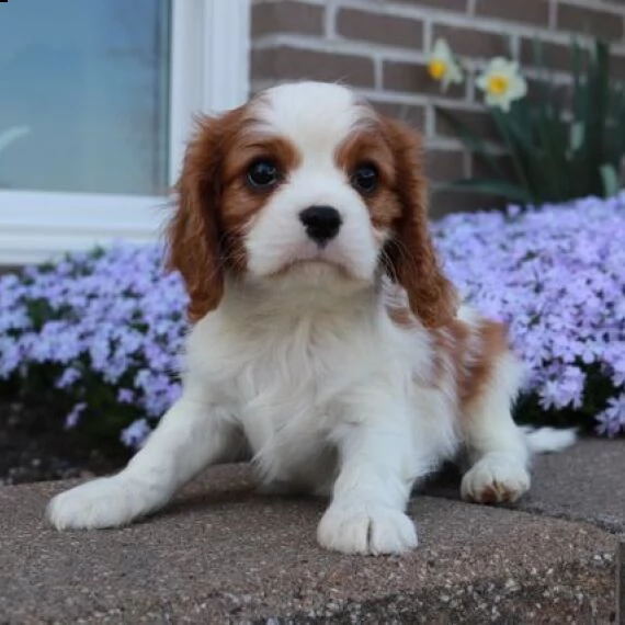 regalo cavalier king cuccioli meravigliosi 