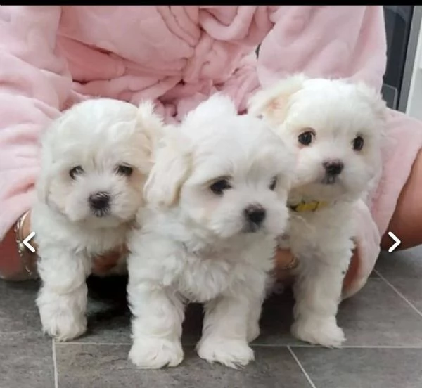 maltese cuccioli in adozione gratuiti  regalo