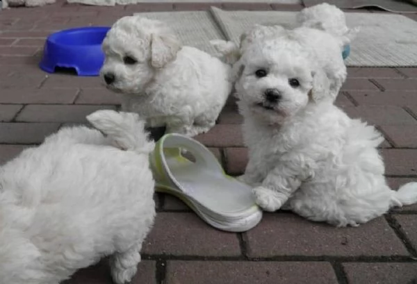 regalo dolci cuccioli bichon frise per ladozione