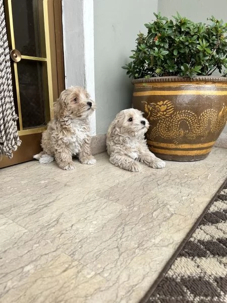 maltipoo | Foto 1