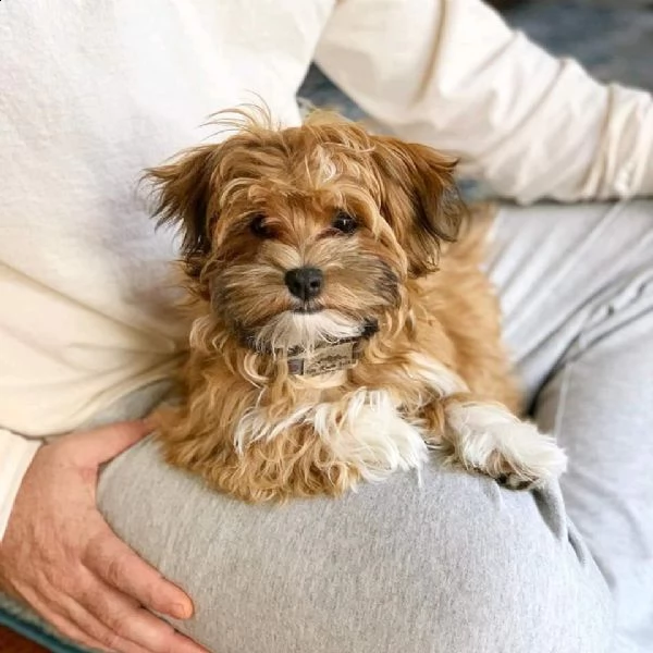 havanese 