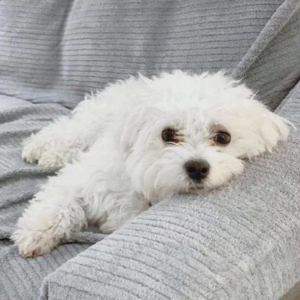 maltese 