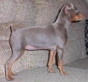 pinscher  | Foto 0