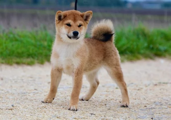 shiba inu | Foto 0