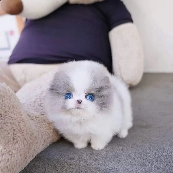 pomeranian 