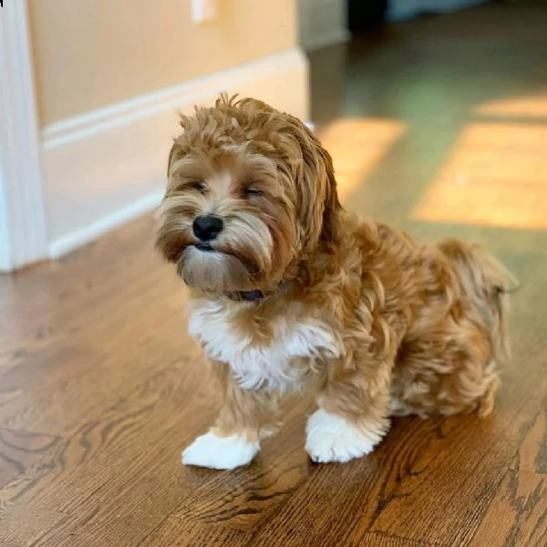 havanese 