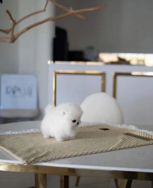 volpino pomeranian 