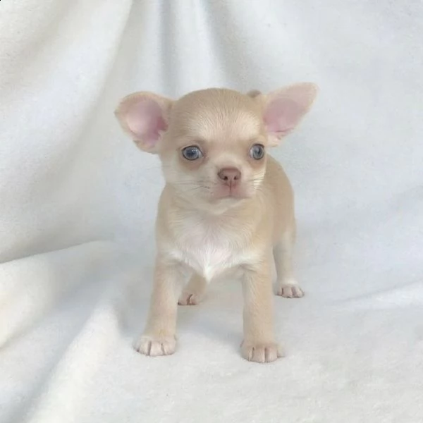 chihuahua  | Foto 0