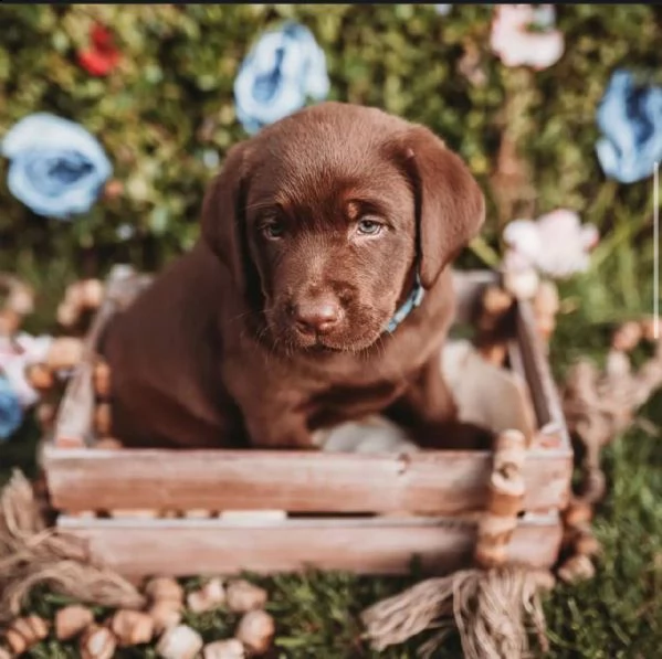 labrador  | Foto 0