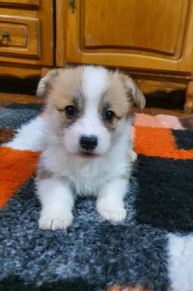 corgi | Foto 0