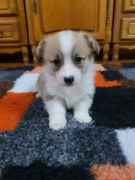 corgi