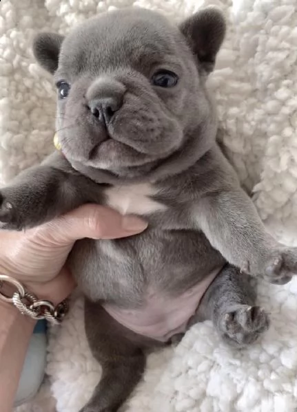 regalo cuccioli di bulldog francese bellissimi cuccioli disponibili carattere adorabile sono docil