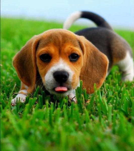 regalo cuccioli di beagle cuccioli di beagle  ancora disponibili un maschio e una femmina  i cucci