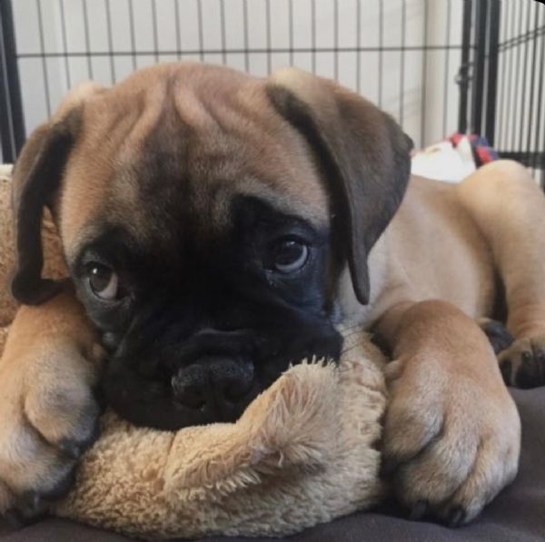 regalo abbiamo cuccioli di bullmastiff sono bullmastiff di dimensioni . sono registrati akc. sono mo | Foto 0