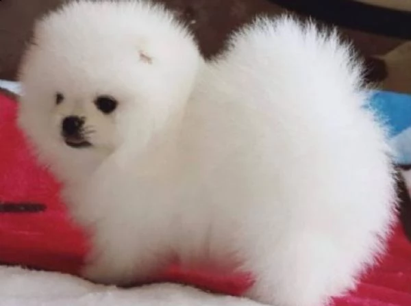 regalo  volpino pomerania mini toy  | Foto 0