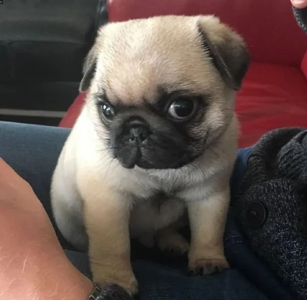 regalo cuccioli di carlino 