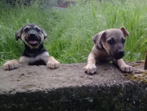 biancospino e mughetto teneri fratellini | Foto 5