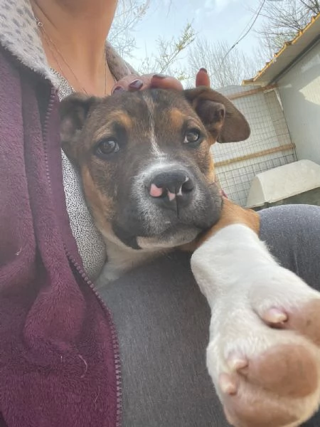 IL DOLCE CHOCO | Foto 4