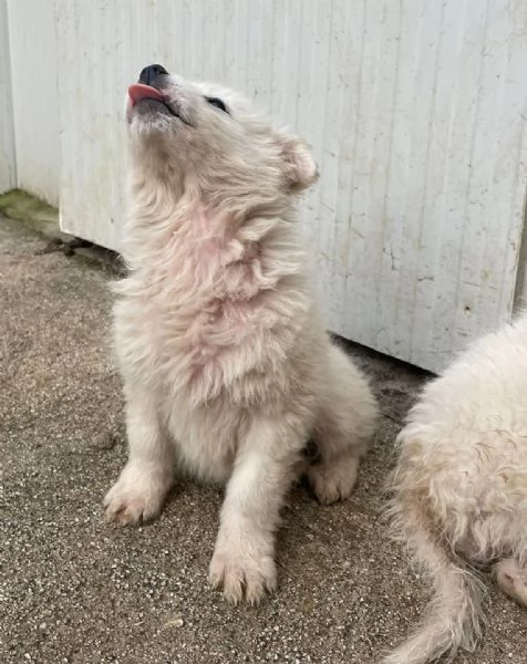 LE DOLCISSIME FREYA E RUNA | Foto 4