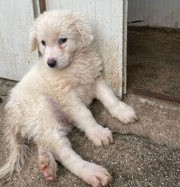 LE DOLCISSIME FREYA E RUNA | Foto 2