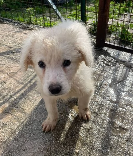 LE DOLCISSIME FREYA E RUNA | Foto 2