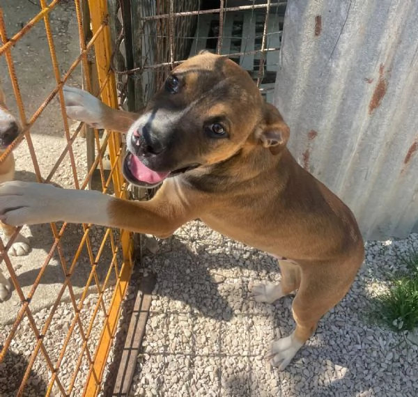 IL DOLCE CHOCO | Foto 0