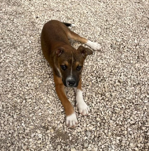 IL DOLCE CHOCO | Foto 2