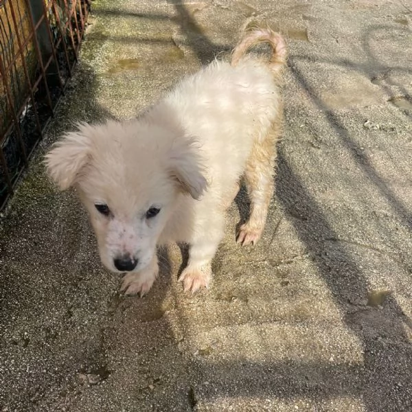 LE DOLCISSIME FREYA E RUNA | Foto 0