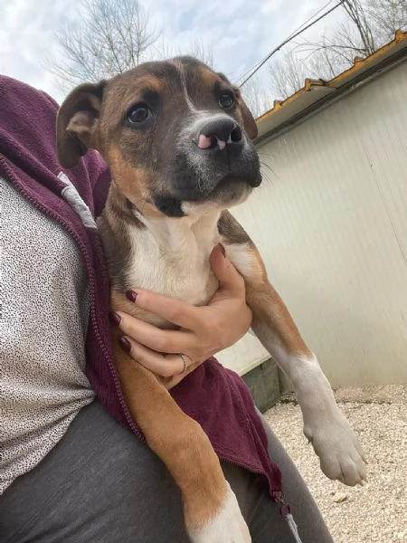 IL DOLCE CHOCO | Foto 1