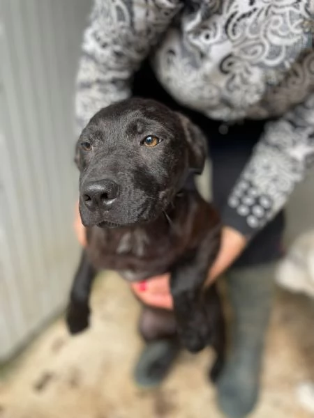 SIMON SIMIL LABRADORINO