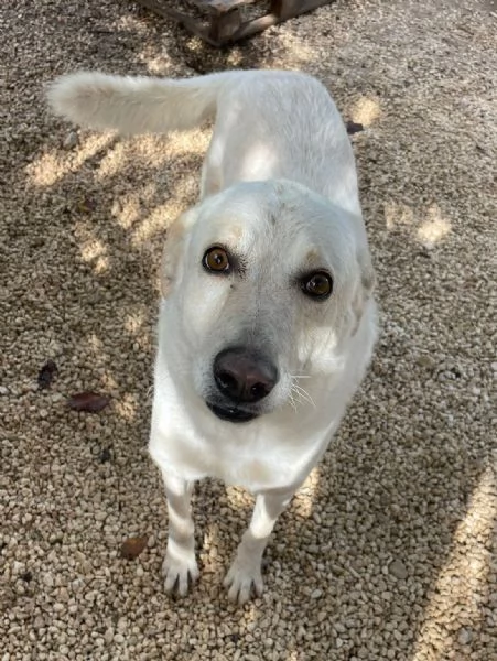 LA DOLCISSIMA SUSY | Foto 4