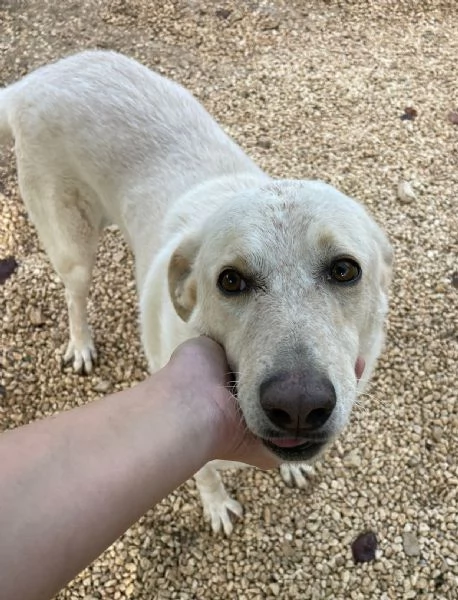 LA DOLCISSIMA SUSY | Foto 2